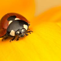 Seven Spot Ladybird 3 